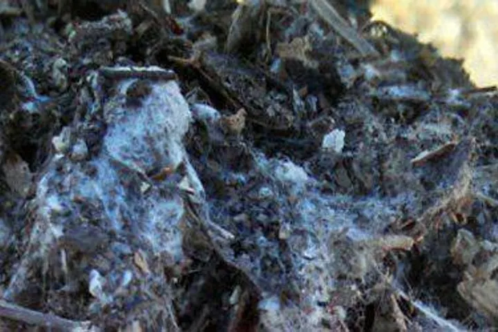 Compost Soil material example